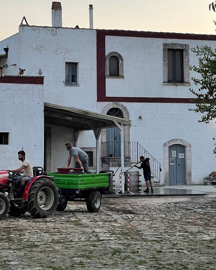Portrait of Cantine Cristiano Guttarolo, Puglia